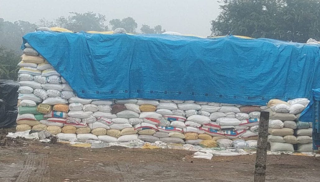 गौरा धान क्रय केन्द्र पर बारिश में भीग रही धान की बोरियां। संवाद गौरा धान क्रय केन्द्र पर बारिश में भीग रही धान की बोरियां। संवाद