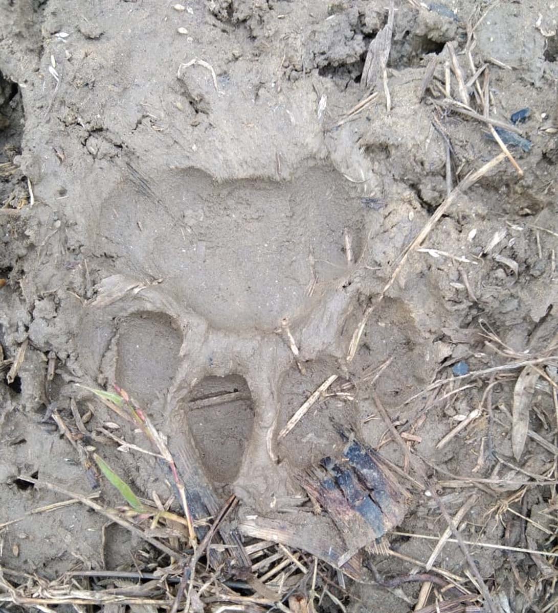गांव पहाड़पुर के पास खेत में बने वन्य पशु के पगमार्क गांव पहाड़पुर के पास खेत में बने वन्य पशु के पगमार्क
