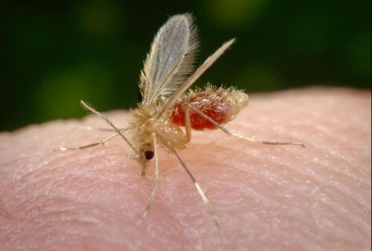 Une étude de l’Icmr révèle que les mouches des sables propagent la maladie du Kala Azar dans l’Himachal Pradesh