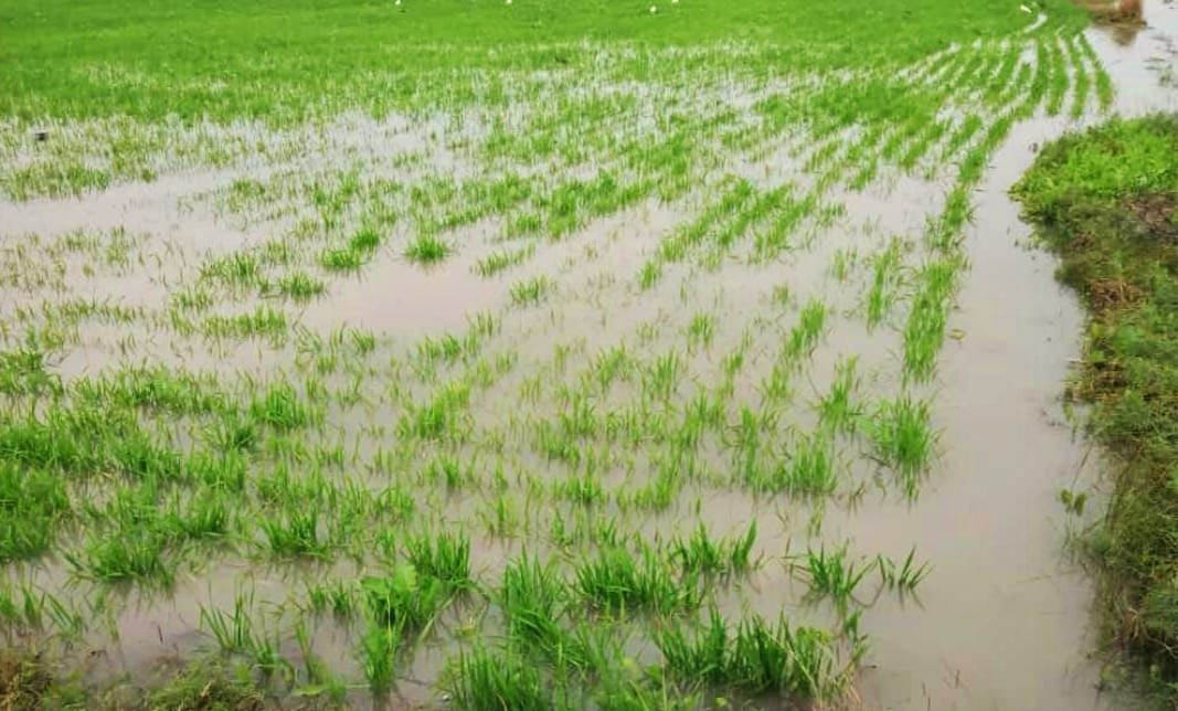 बांदा के सिकलोढ़ी गांव में बारिश के पानी से डूबे गेहूं के पौधे। बांदा के सिकलोढ़ी गांव में बारिश के पानी से डूबे गेहूं के पौधे।