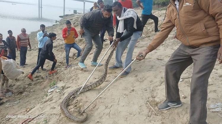 Python de huit pieds trouvé à Saidpur