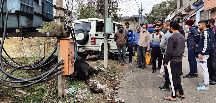 Mati – Sapi mati karena tersengat listrik di Shivnagar