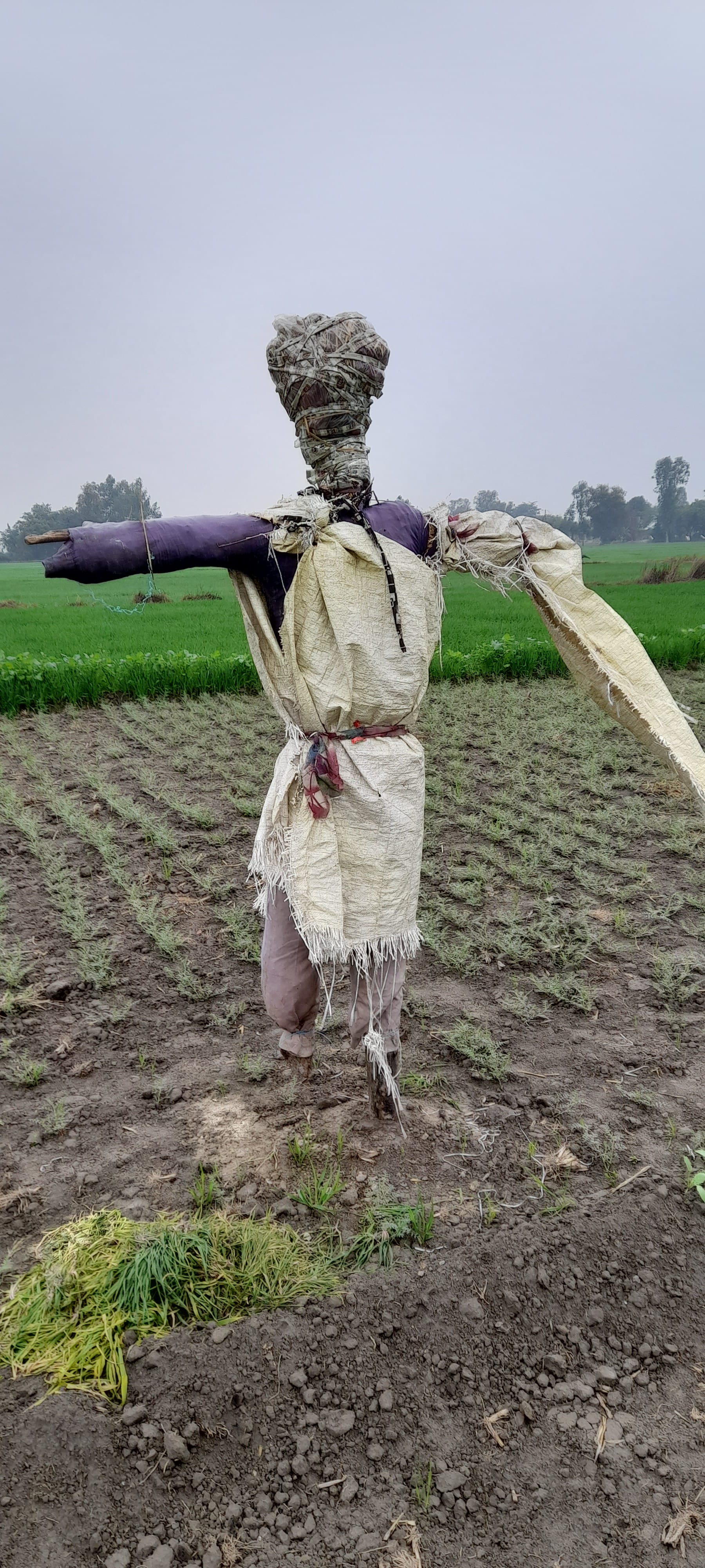 गोवंश से फसलो को बचाने ले लिए कुछ इस तरह खेतो में पुतले लगाए है किसानों ने ।