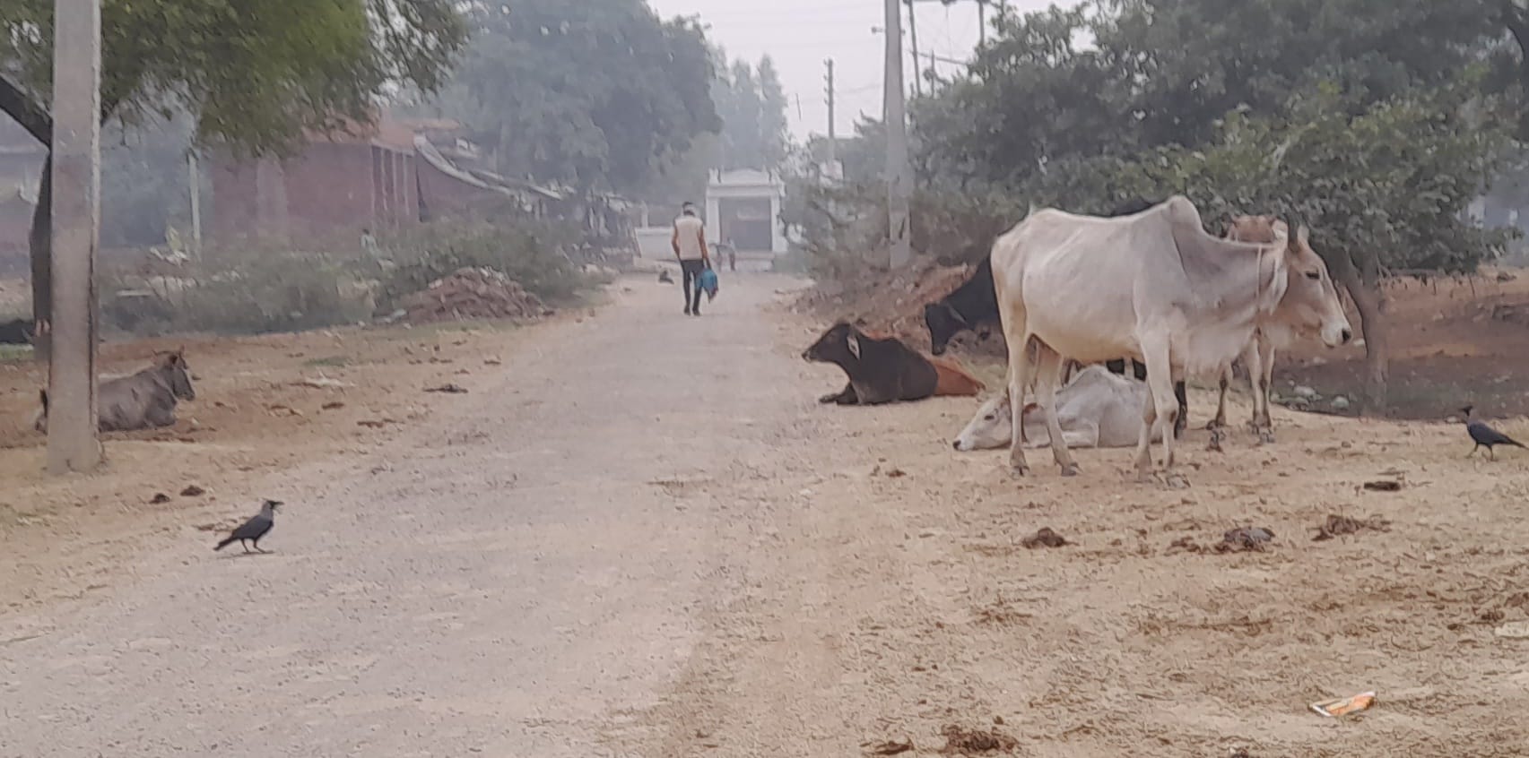 पेवली मार्ग पर बैठे गोवंश