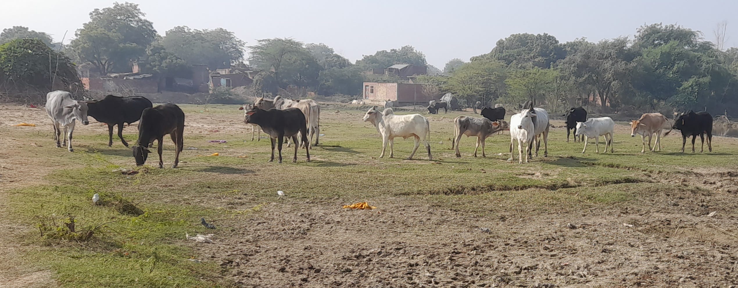 खाली खेत में एकत्रित दर्जनो गोवंश