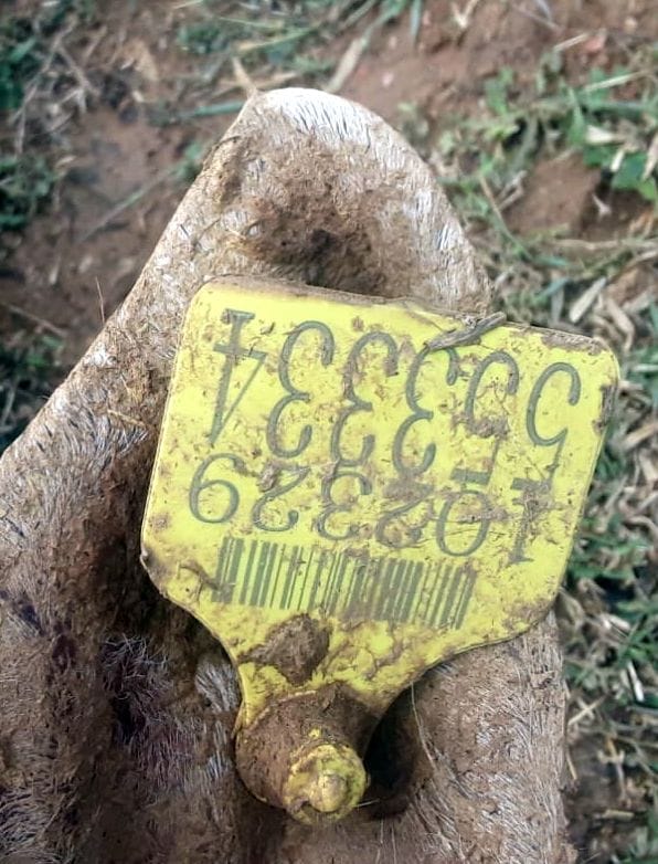 भरथौल गांव की गोशाला के पास मृत मिले गोवंशों के कान में यह टैग लगा मिला । संवाद