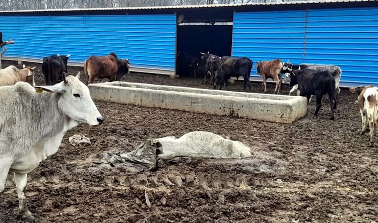 Trouble dans un refuge pour vaches, deux morts