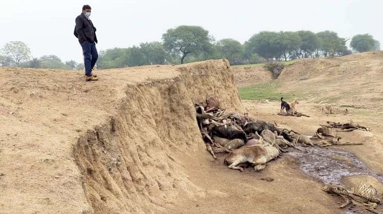 Une douzaine de vaches sont mortes à cause du froid et de la faim à Pipramaf Gaushala