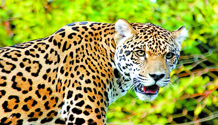 Prétendre voir un léopard à Malihabad mais le département des forêts a dit à l’hyène