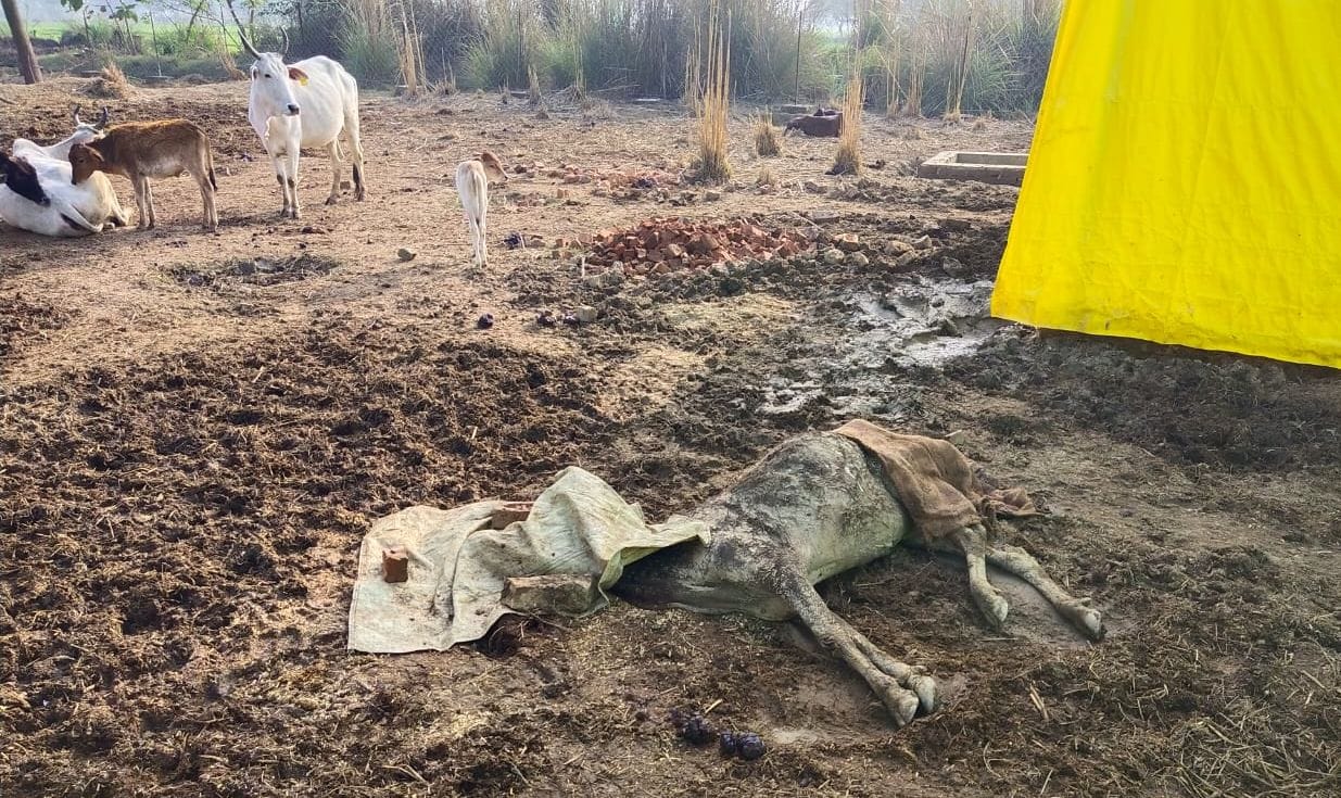 असोथर के बेसड़ी गोशाला में मृत पड़ा गोवंश। संवाद असोथर के बेसड़ी गोशाला में मृत पड़ा गोवंश। संवाद