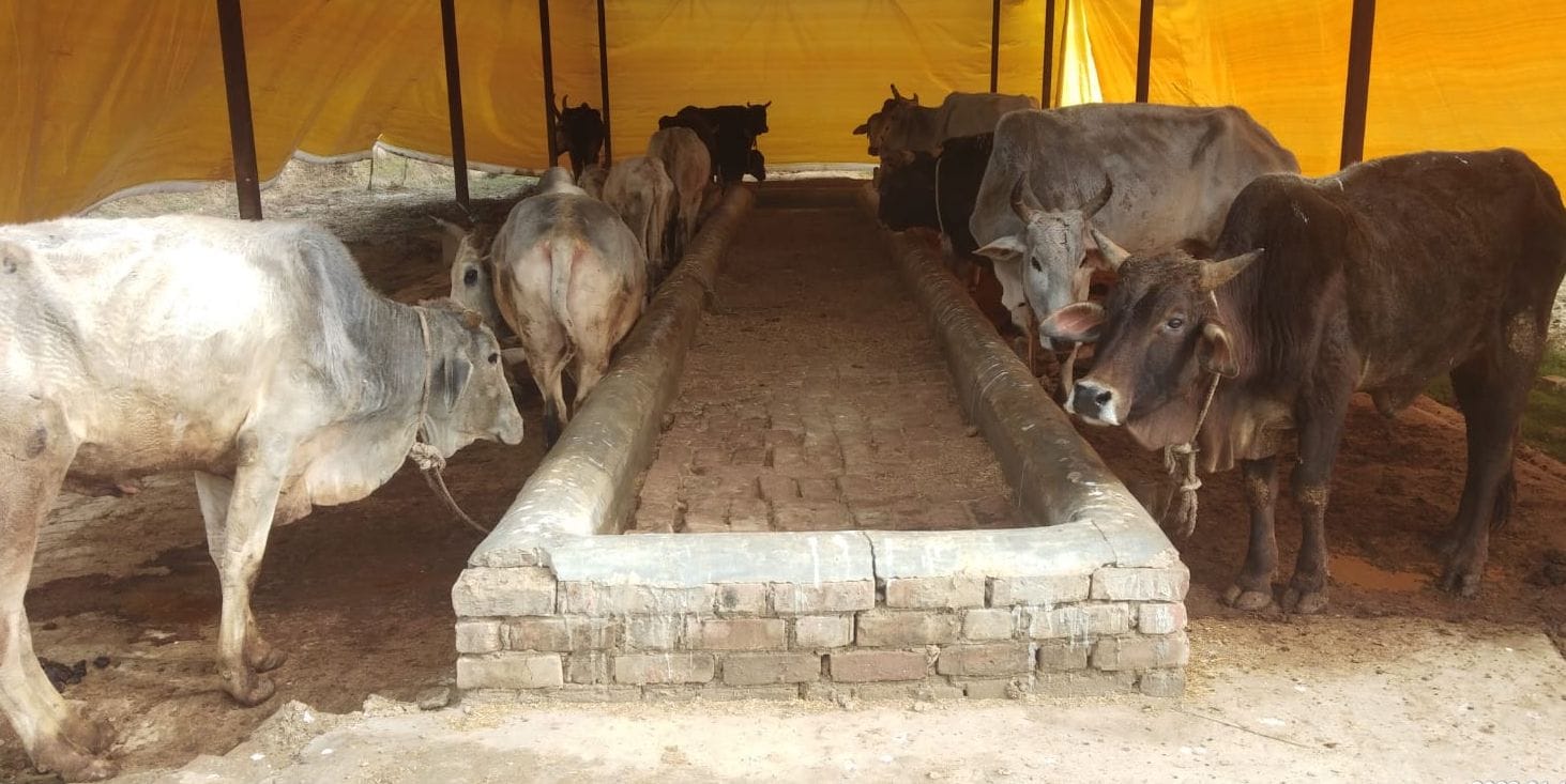 अयाह गोशाला में चारा से खाली पड़ी नाद। संवाद अयाह गोशाला में चारा से खाली पड़ी नाद। संवाद