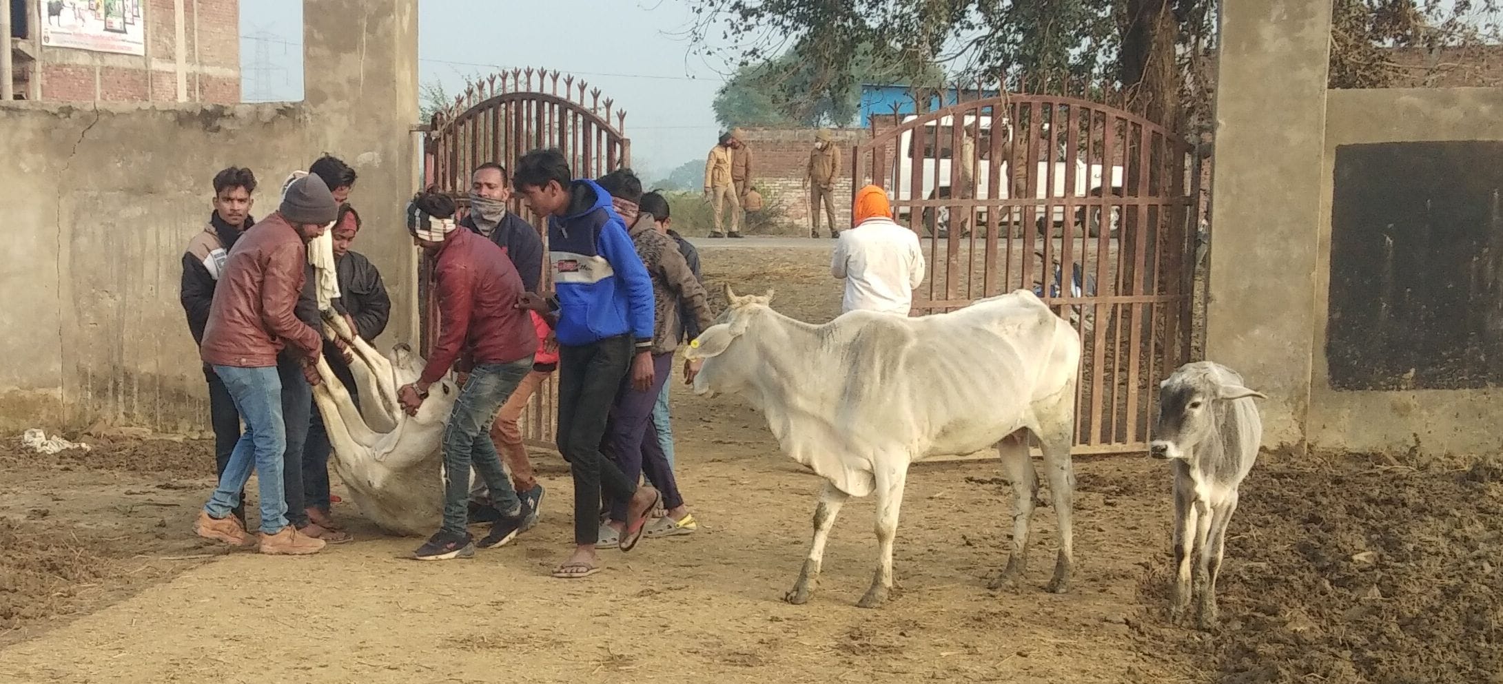 बीमार गोवंश को सड़क से घसीट कर गोशाला के अंदर ले जाते ग्रामीण। संवाद बीमार गोवंश को सड़क से घसीट कर गोशाला के अंदर ले जाते ग्रामीण। संवाद
