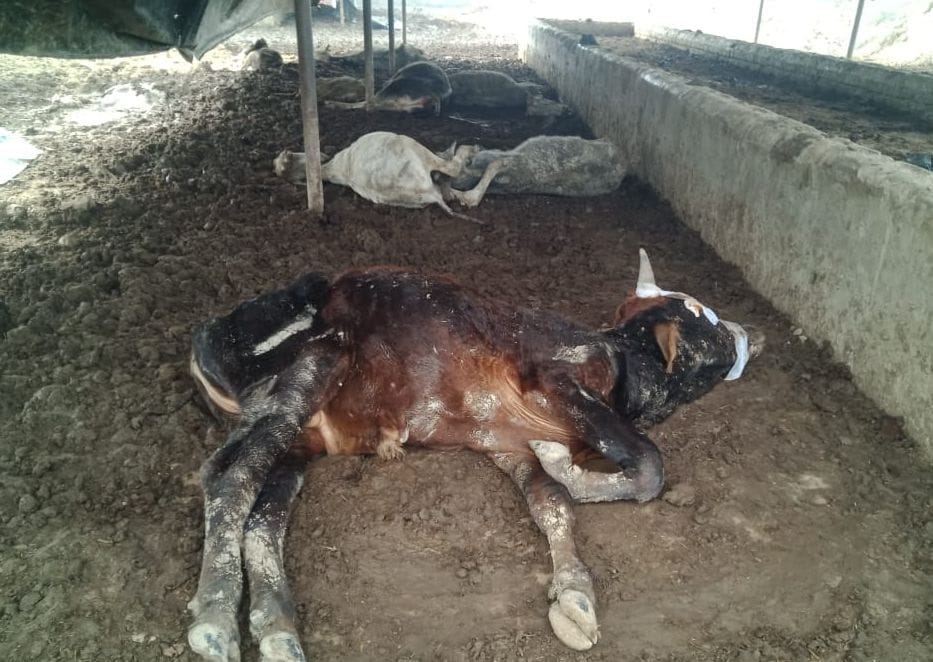 लक्ष्मणपुर करसूमा गोशाला में बीमार पड़े गोवंश। संवाद लक्ष्मणपुर करसूमा गोशाला में बीमार पड़े गोवंश। संवाद
