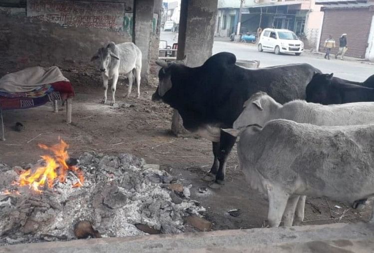Quatre vaches sont mortes à cause du froid à Mathura