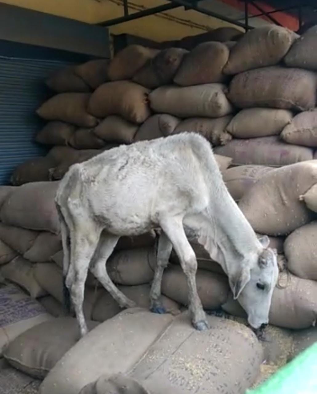 खरीद केंद्र में डंप धान में मुंह मारती अन्ना गाय। संवाद खरीद केंद्र में डंप धान में मुंह मारती अन्ना गाय। संवाद