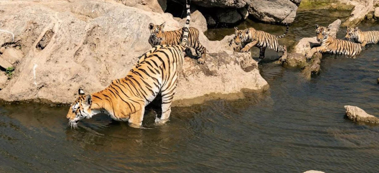 शावकों को नदी में पानी पिलाने के लिए लाई बाघिन (फाइल फोटो)। संवाद शावकों को नदी में पानी पिलाने के लिए लाई बाघिन (फाइल फोटो)। संवाद