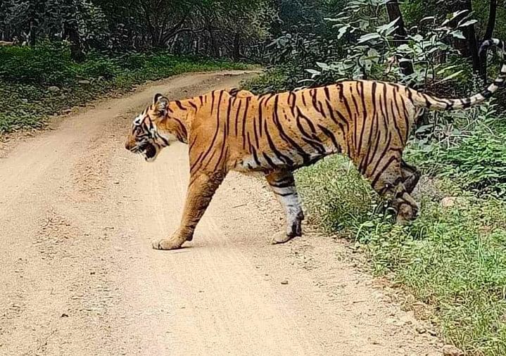 Augmentation du nombre de tigres dans la réserve de tigres de Valmiki