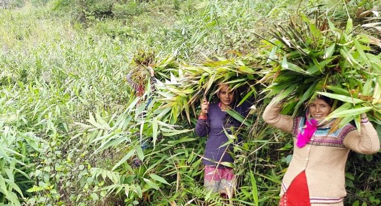 Peternakan Di Nachani – Ketergantungan pada hutan untuk pakan ternak akan dihilangkan