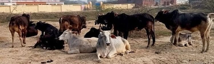 Le bétail n’a pas été attrapé à Bilha même après l’ordre de Dm, les récoltes se léchaient