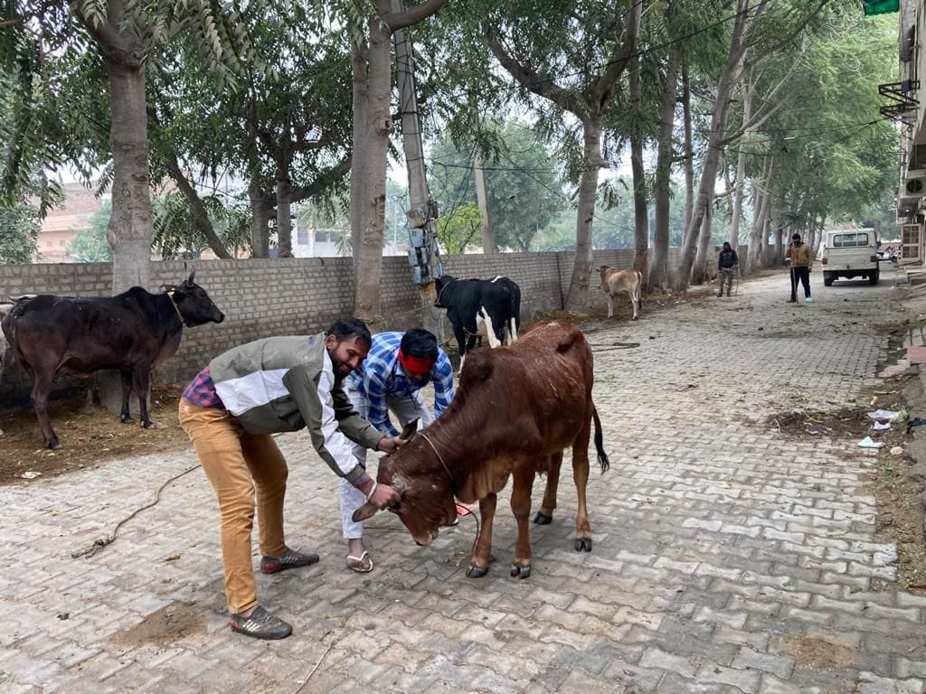 नप की टीम बेसहारा पशु को पकड़ते हुए ।