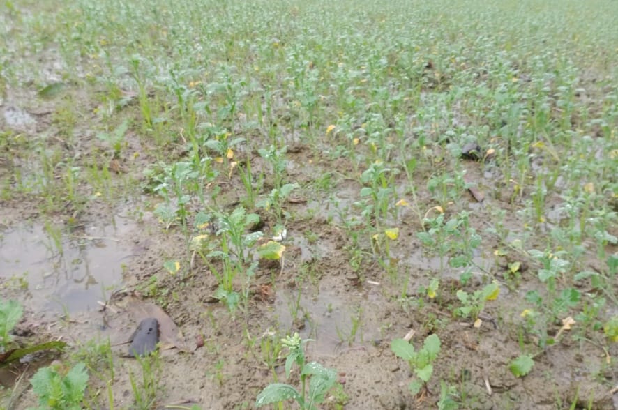 जलालाबाद क्षेत्र में बारिश से जलमग्न हुई सरसों की फसल। जलालाबाद क्षेत्र में बारिश से जलमग्न हुई सरसों की फसल।