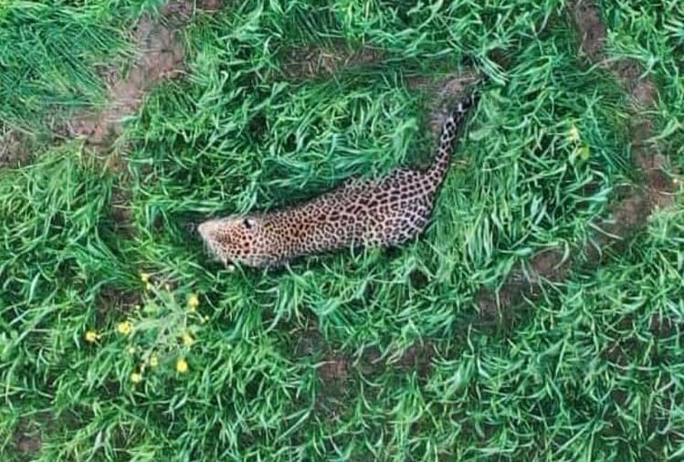 Damoh: Leopard Hide And Seek Dengan Tim Cagar Alam Harimau Panna, Kepanikan Penduduk Desa