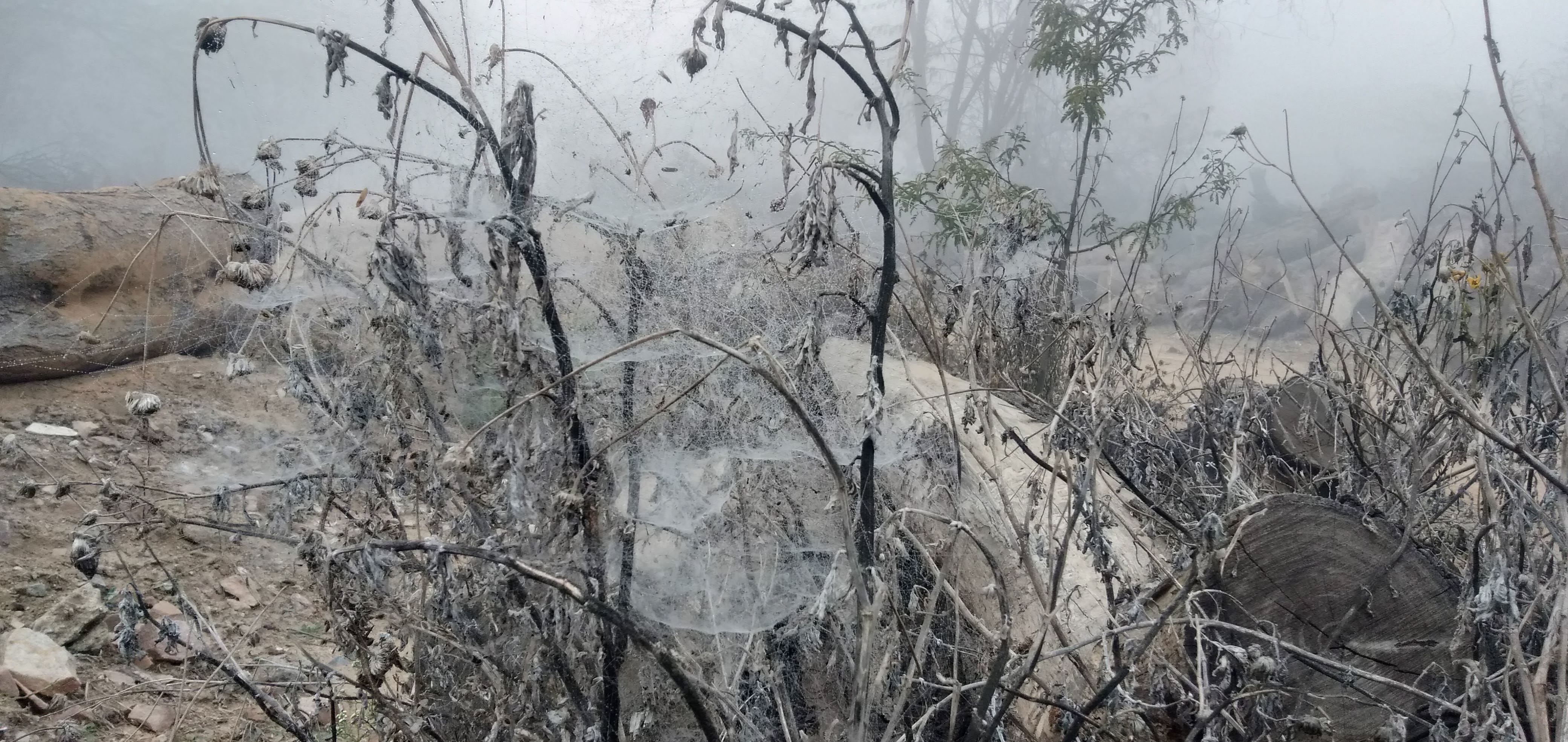 घिकाड़ा रोड पर झाड़ियों पर जमी ओस । घिकाड़ा रोड पर झाड़ियों पर जमी ओस ।