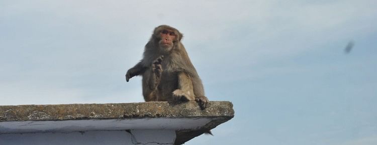 Teror Monyet – Kapan kota Almora akan menyingkirkan teror monyet?