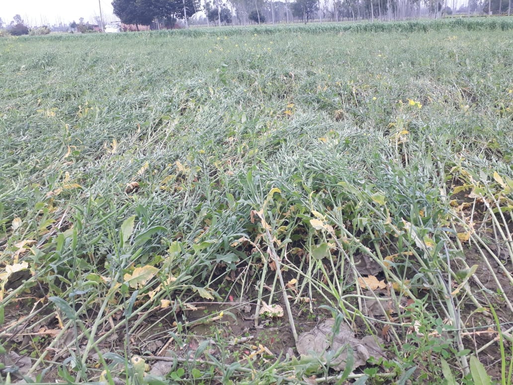 सरसावा में हवा से गिरी सरसों की फसल सरसावा में हवा से गिरी सरसों की फसल