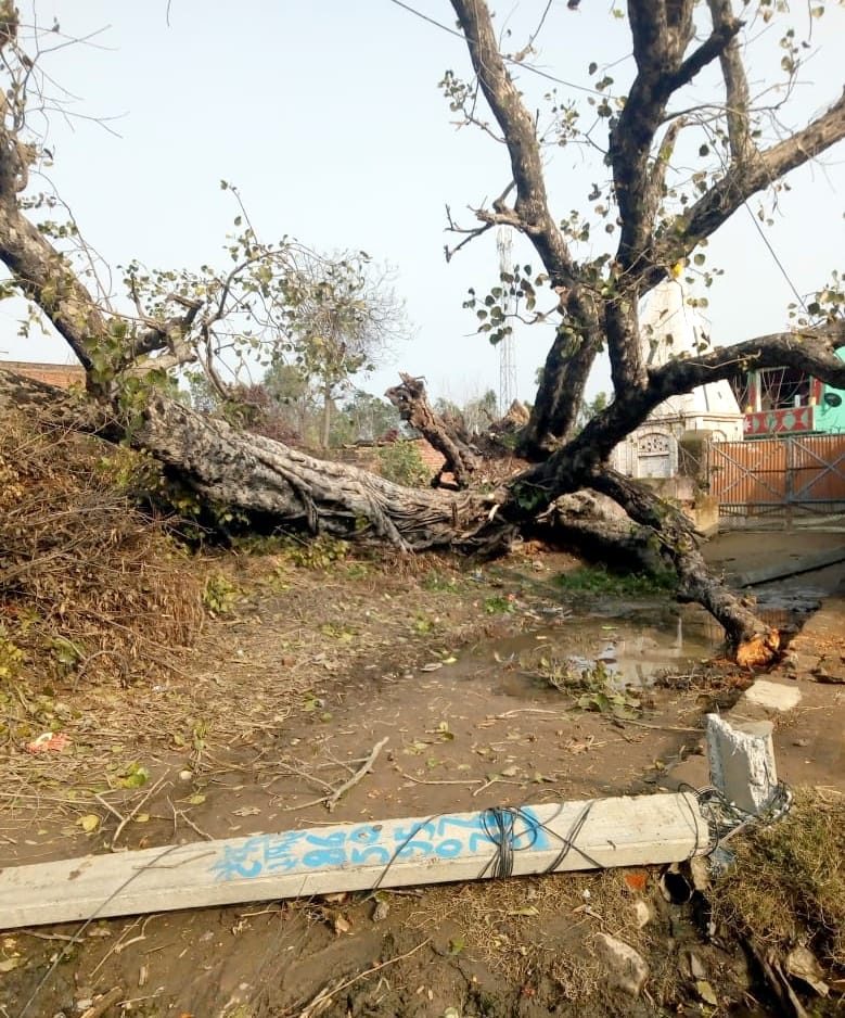 हल्दौर के गांव चांदा नंगली में तेज हवा से गिरा पेड़ और टूटे विद्युत पोल।