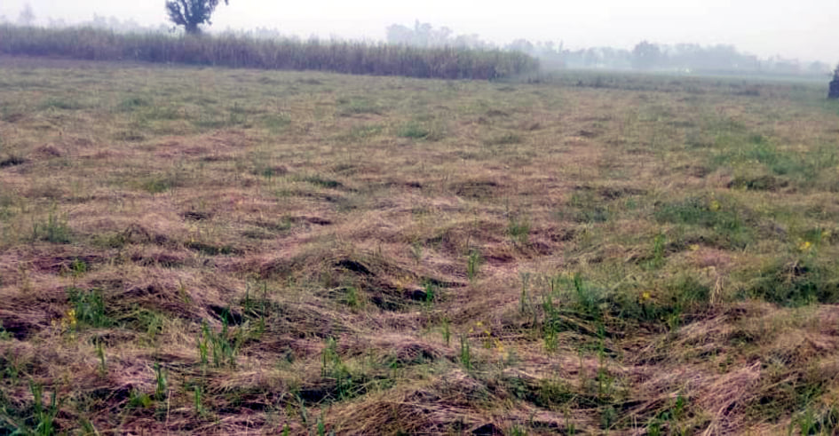 संपूर्णानगर में बारिश से गिरी लाही की फसल।