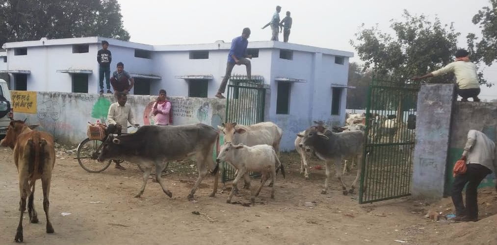 गेट खुलने के बाद बाहर निकलते अन्ना मवेशी। संवाद गेट खुलने के बाद बाहर निकलते अन्ना मवेशी। संवाद