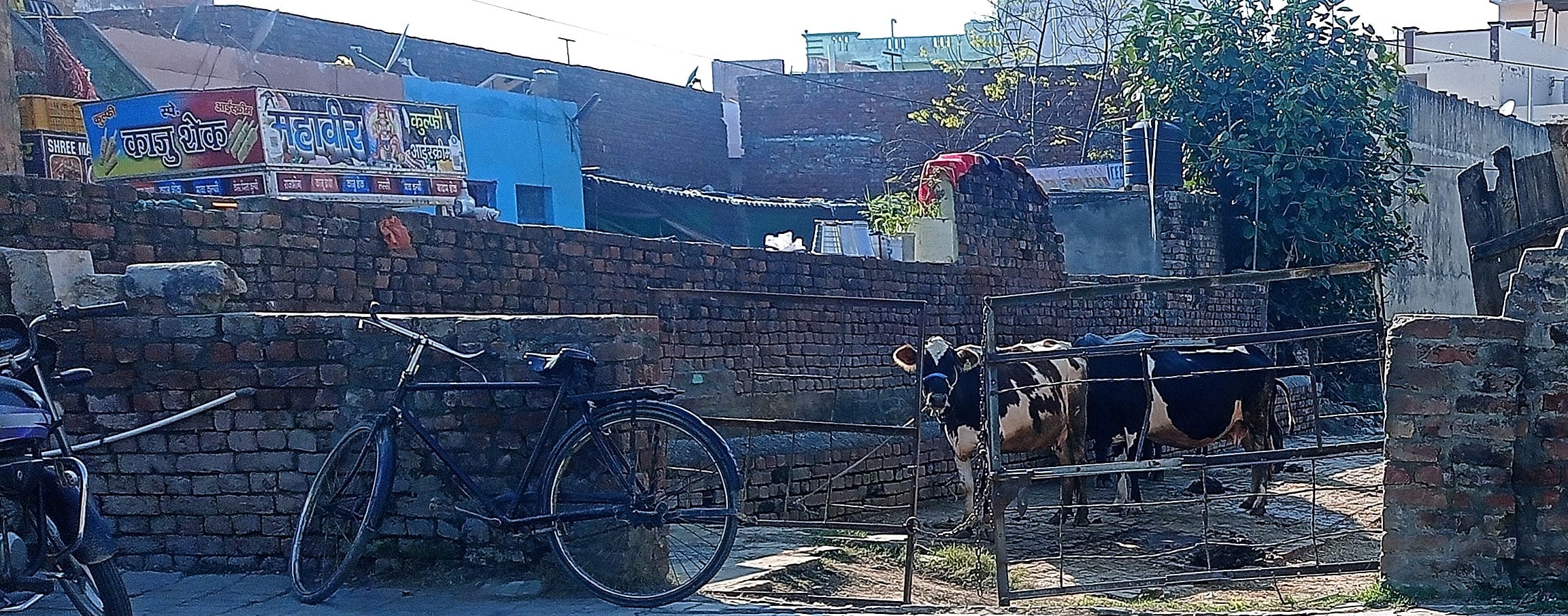 रिहायशी क्षेत्र में चल रही दूध की डेयरी। संवाद रिहायशी क्षेत्र में चल रही दूध की डेयरी। संवाद