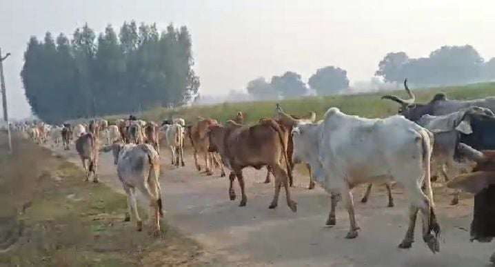 गौशाला से निकलने के बाद सड़क पर मवेशियों का झुंड। संवाद गौशाला से निकलने के बाद सड़क पर मवेशियों का झुंड। संवाद