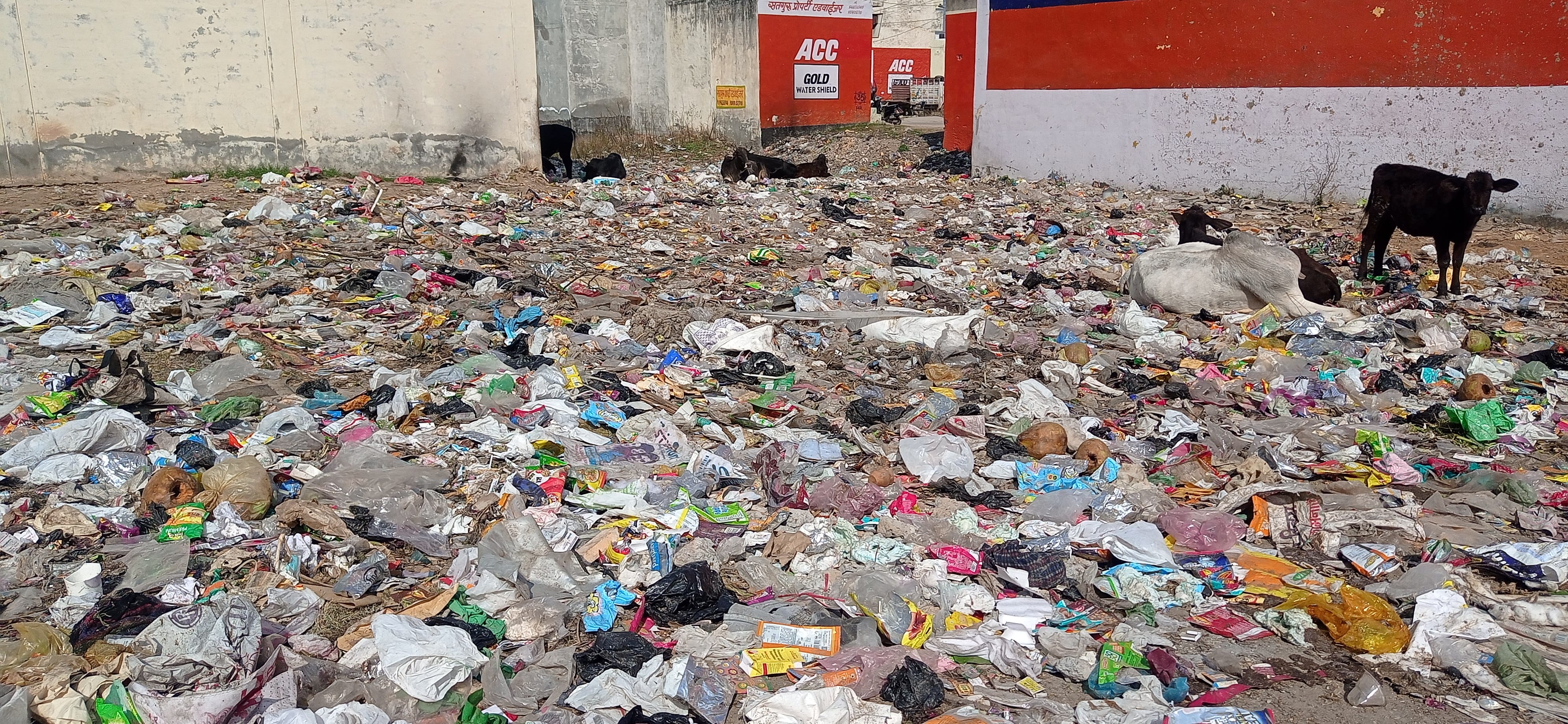 झांसा रोड पर खाली प्लाट में पसरी गंदगी में घूमते पशु। संवाद झांसा रोड पर खाली प्लाट में पसरी गंदगी में घूमते पशु। संवाद