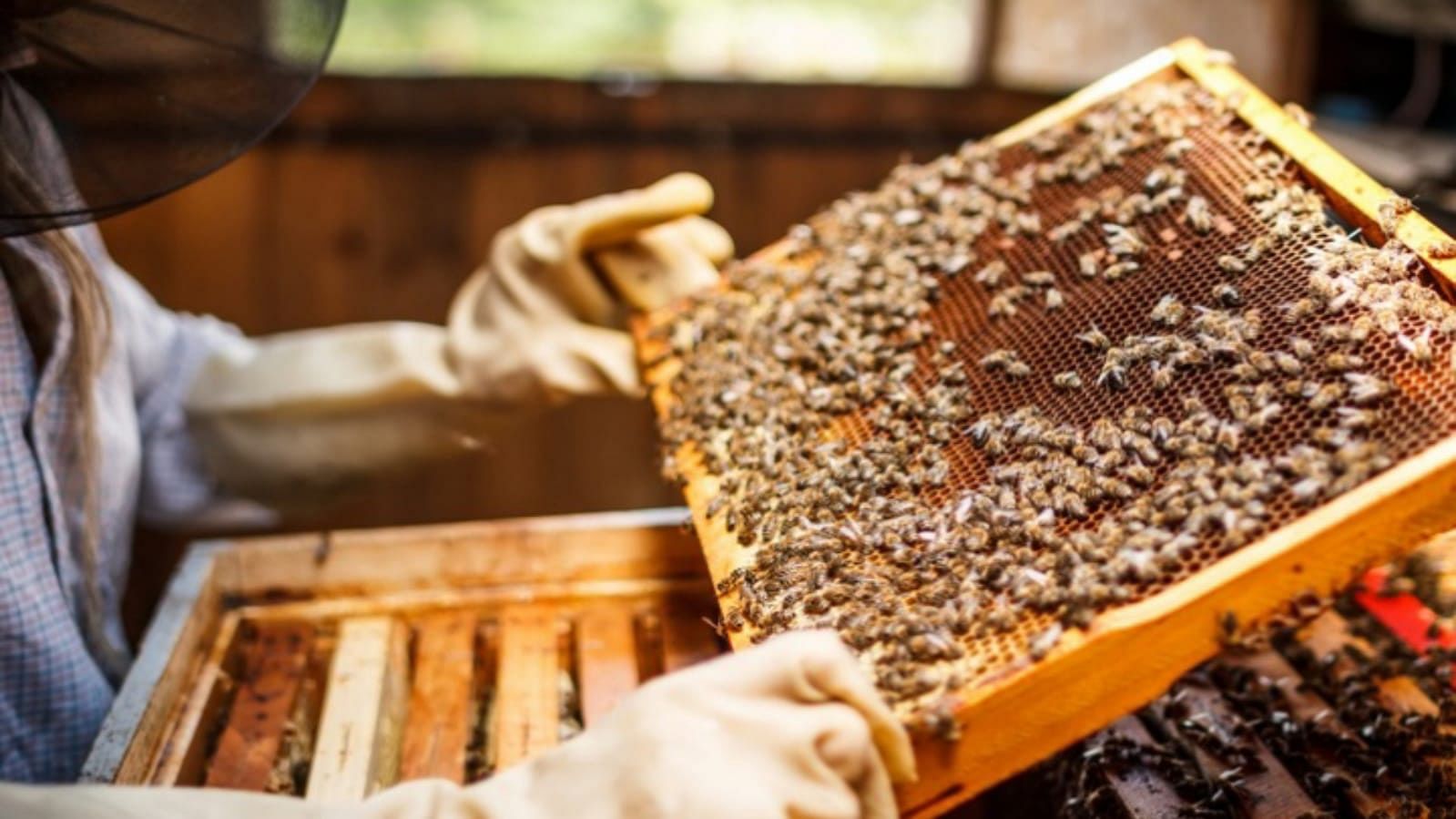 Business Ideas Beekeeping Honey Farming Madhumakhi Palan Earn Rs 5 Lakh Monthly - Business Ideas: कम लागत में शुरू करें ये खास बिजनेस, हर महीने होगी लाखों में कमाई, सरकार का भी