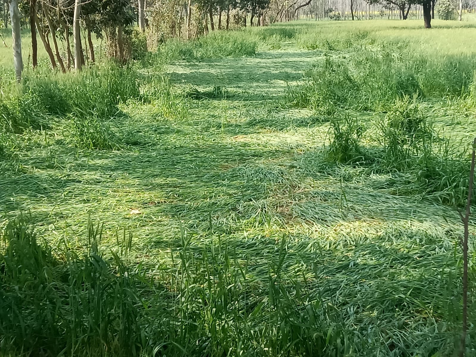 जमीन पर बिछी गेहूं की फसल