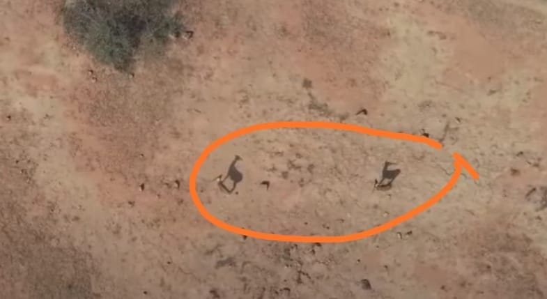 ड्रोन कैमरे में नजर आया काले हिरणों का जोड़ा। ड्रोन कैमरे में नजर आया काले हिरणों का जोड़ा।