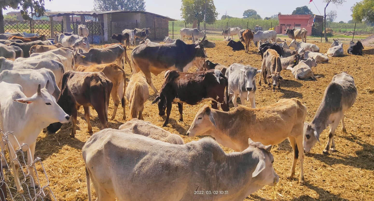 बांदा के खुरहंड गांव की अस्थायी गोशाला में खुले आसमान तले संरक्षित मवेशी। संवाद बांदा के खुरहंड गांव की अस्थायी गोशाला में खुले आसमान तले संरक्षित मवेशी। संवाद
