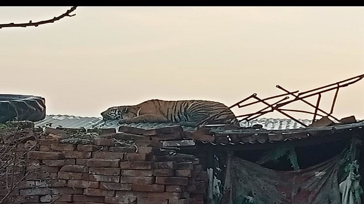 Un léopard attaque deux personnes dans le village de Nagla Samal de la zone du bloc d’Etah Sheetalpur – Etah
