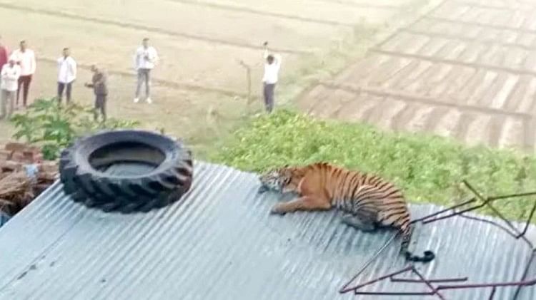 Un tigre du Bengale est entré dans le village de Nagala Samal du district d’Etah – Un tigre sème la panique à Etah