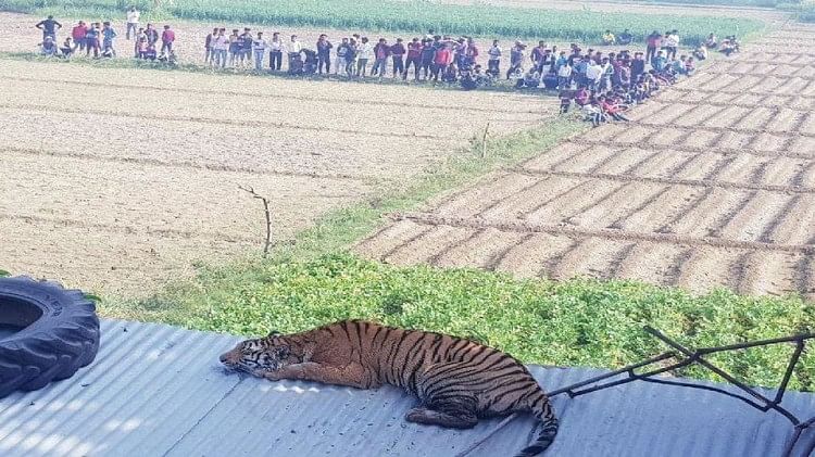 Des équipes du Département des forêts ont sauvé un tigre du Bengale à Etah