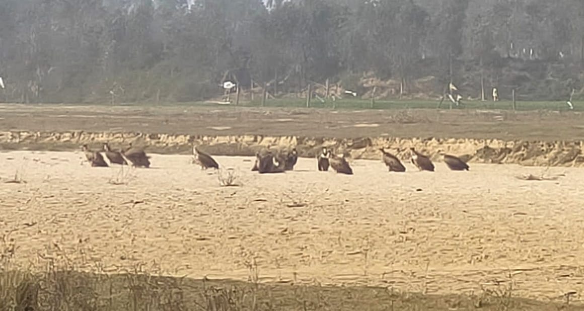 अमनागढ़ में बैठे गिद्ध। अमनागढ़ में बैठे गिद्ध।