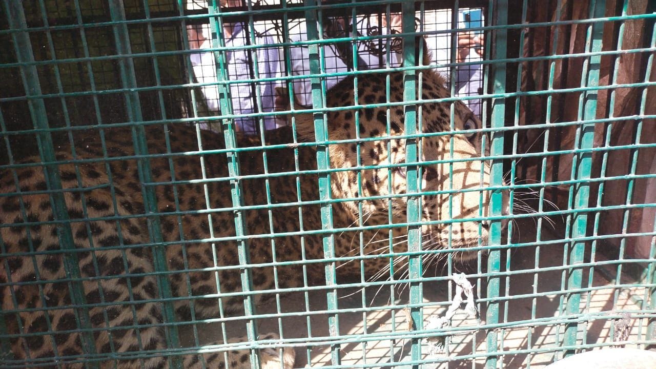 गांव कुकड़ावाली में काबू किया गया तेंदुआ। गांव कुकड़ावाली में काबू किया गया तेंदुआ।