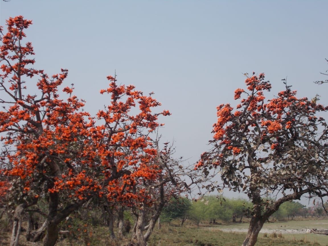 कादरचौक में खिले टेसू के फूल(फाइल फोटो)। संवाद