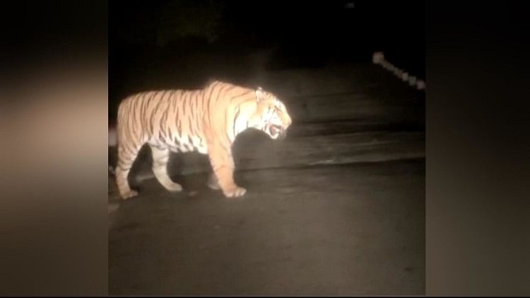 Un tigre vu sur la route à Chitrakoot Vidéo réalisée par des personnes dans des véhicules