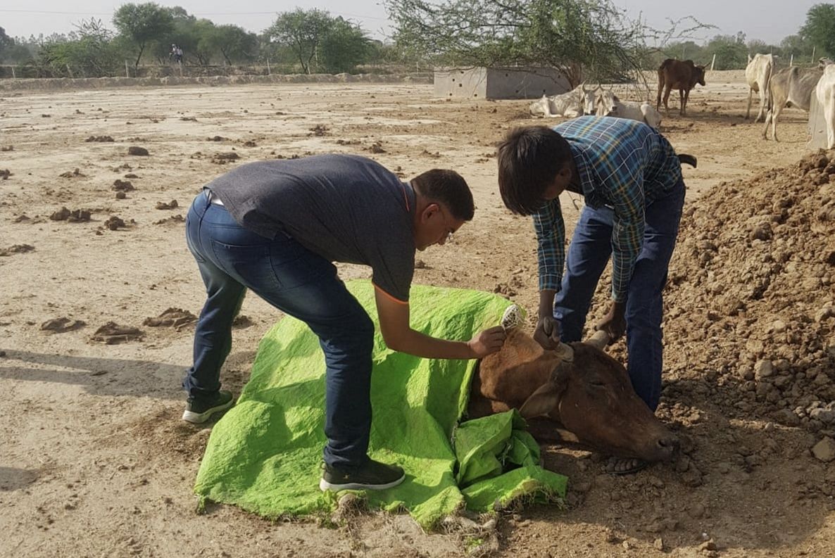 बीमार पशु का उपचार करते पशु चिकित्सालय प्रभारी डॉ. राहुल सचान। संवाद