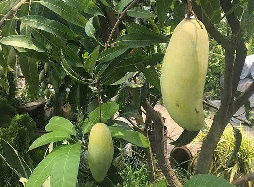 पंतनगर में केले जैसा दिखने वाला आम।