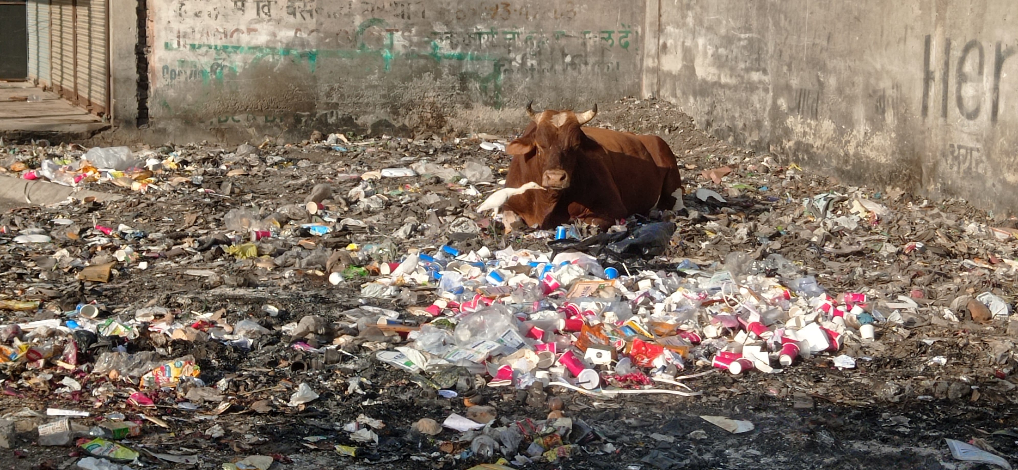 सेक्टर- 17 में लगा गंदगी का ढेर। संवाद सेक्टर- 17 में लगा गंदगी का ढेर। संवाद