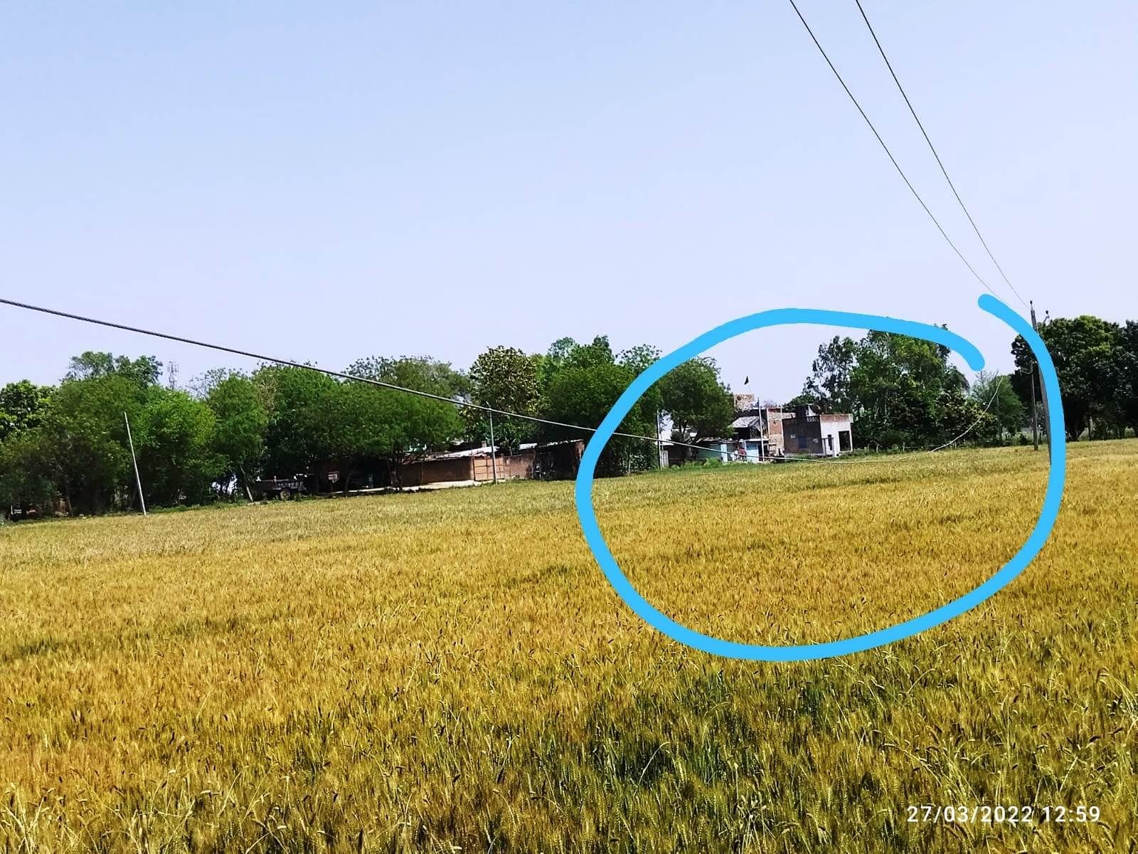 फोटो27एयूआरपी 29- खेत के ऊपर से निकले झूलते एचटी के तार। संवाद